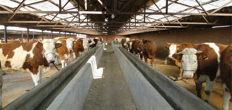 �����B(y��ng)ֳ�S����׌�B(y��ng)ֳ��(ch��ng)�ݹ⟨�l(f��)